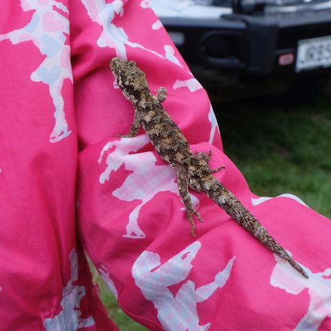 DSCF8617