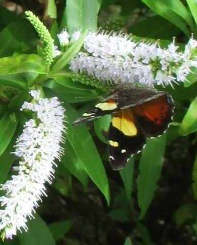 Kahu Kowhai Yellow Admiral Butterfly