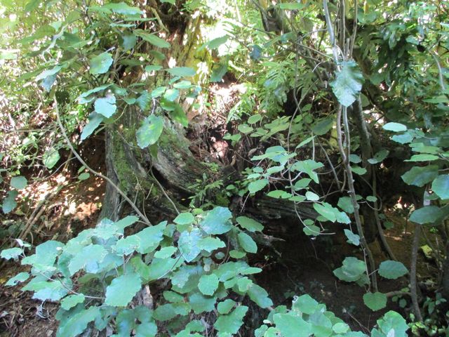 Rangiora Bushmans Toilet Paper