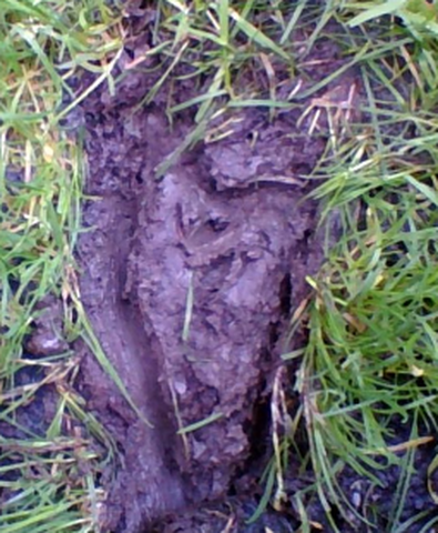 Screenshot 2017 07 11 at 1.38.38 PM