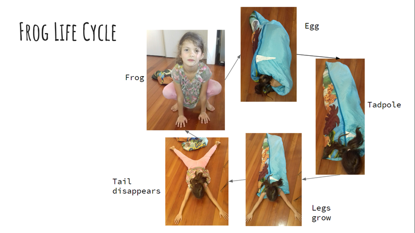 frog life cycle
