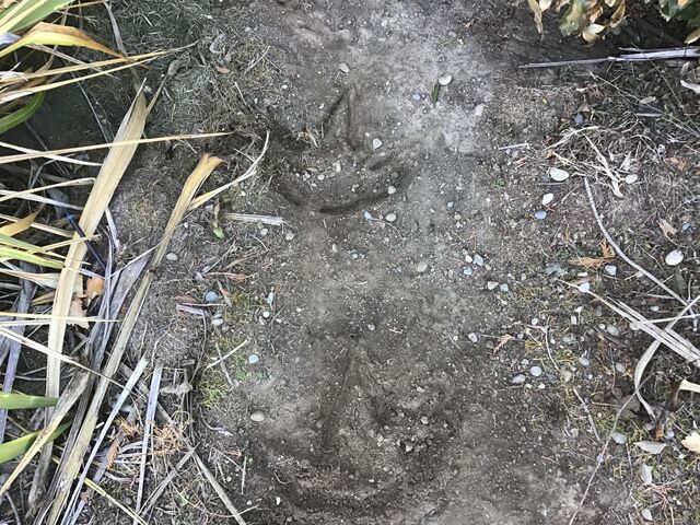 image45