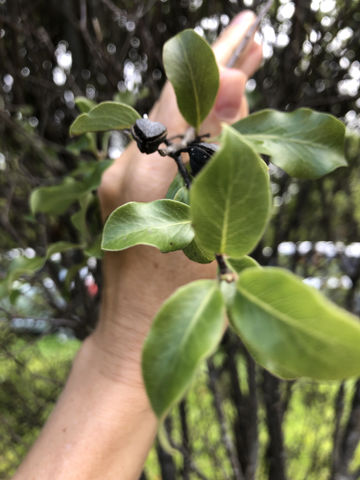 plant 2