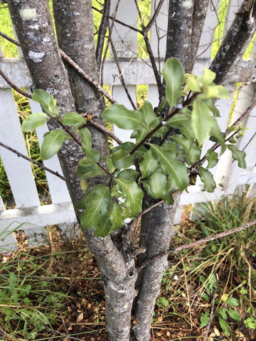 plant