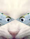 evil Cat.4