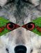 wolf.1