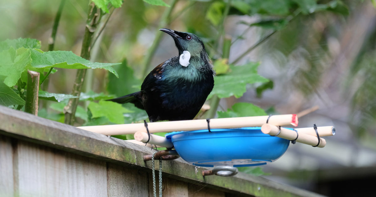 Wild Bird Cafe