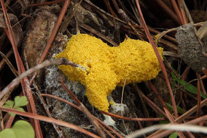 eight col Dog vomit slime mould Photo by Compartodromo CC BY ND