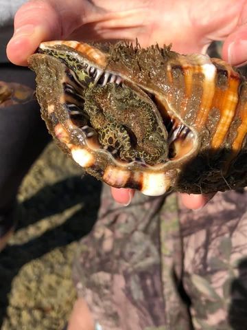 6B11B52C 51B0 423F 8682 F05C598203A3