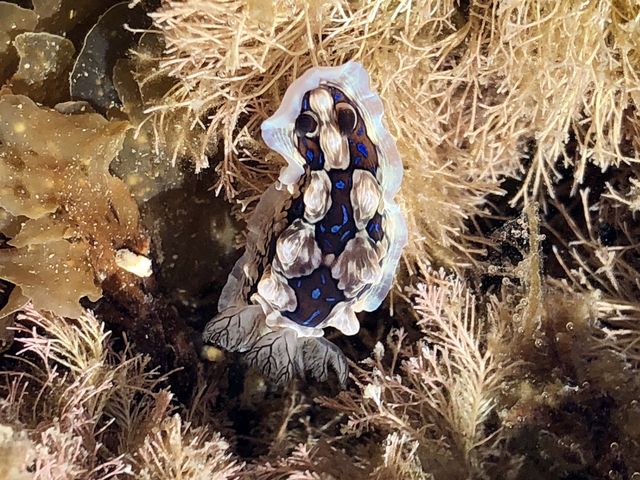 C9DA8B33 637A 47D5 ABF4 816E2B15202D