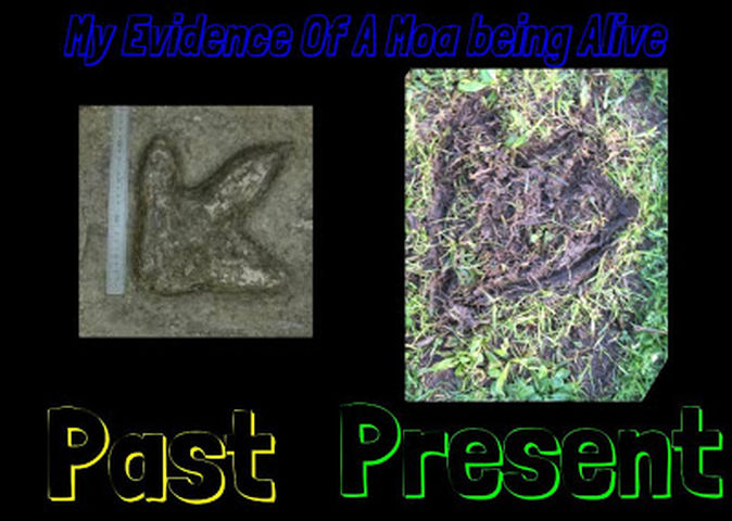 Moa Evidence
