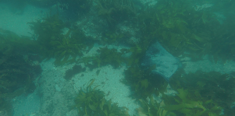 Screen Shot 2017 04 21 at 4.34.22 PM