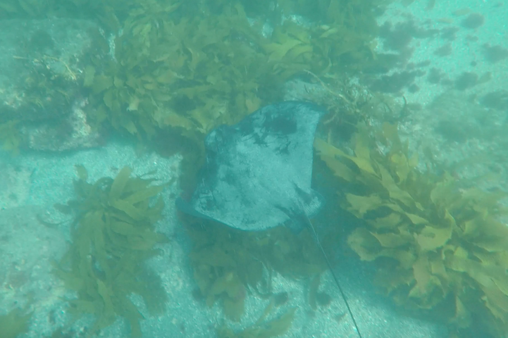 Screen Shot 2017 04 21 at 4.35.24 PM