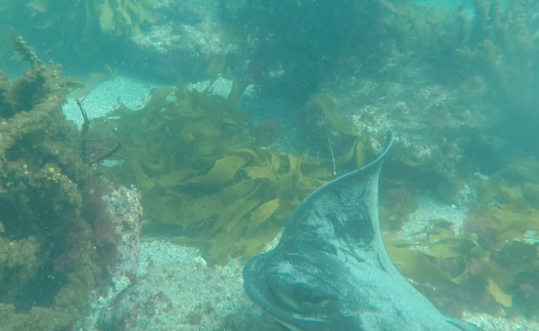 Screen Shot 2017 04 21 at 4.35.36 PM